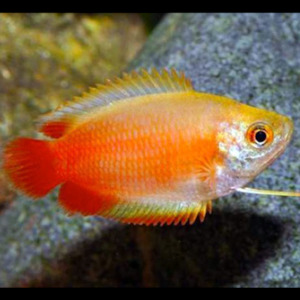 Gourami: Red Honey Dwarf Gourami