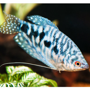 Gourami: Blue Opaline Gourami