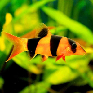 Loaches: Clown Loach