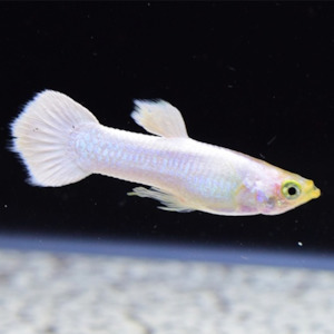 Livebearers: Elephant Ear White Guppy (Pair)