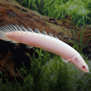Oddball Arowana: Albino Senegal Bichir