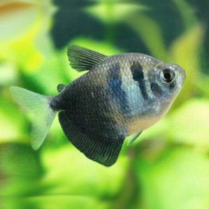 Tetras: Black Widow Tetra