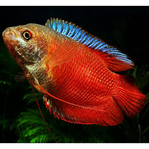 All Aquarium Fish: Royal Red Gourami