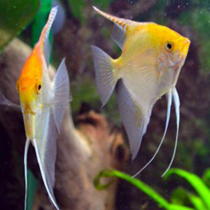 Angel Fish: Gold Angel Fish (Small)