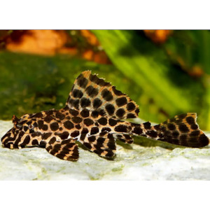 Pleco: Red Spot Pleco