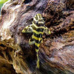 Products: Leopard Frog Pleco (L134)