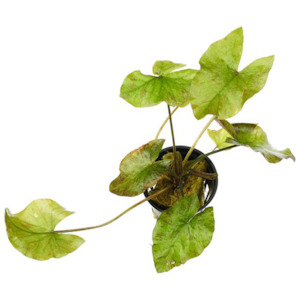 Live Aquarium Plants: Green Tiger Lotus (Nymphaea Zenkeri)