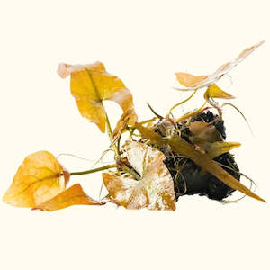 Live Aquarium Plants: Dwarf Aquarium Lily (Nymphaea Stellata)