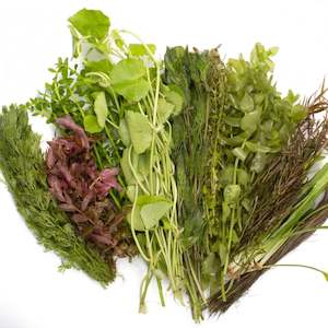 Live Aquarium Plants: Aquarium Plant Bundle