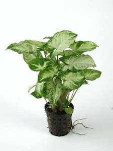 Live Aquarium Plants: Pink Stardust (Syngonium Podophyllum)