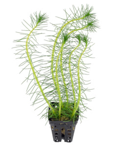 Water Milfoil (Myriophyllum Propinguum)