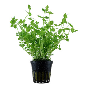 Live Aquarium Plants: Lindernia Rotundifolia