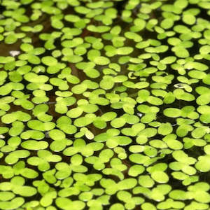 Duckweed (Lemna Minor)