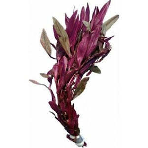 Beetroot Rubra (Alternanthera Sessillis)