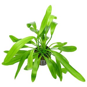 Live Aquarium Plants: Uruguayenesis Sword (Echinodorus Uruguayenesis)