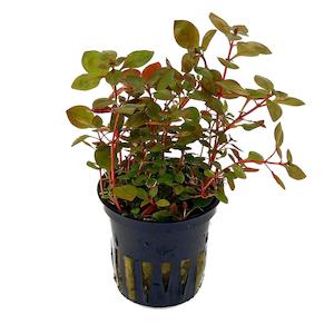 Live Aquarium Plants: Ludwigia Palustris