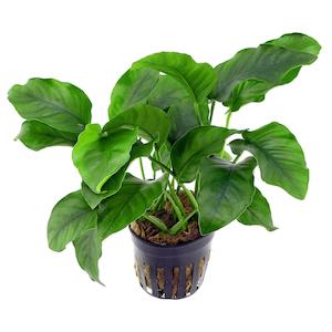 Live Aquarium Plants: Anubias Barteri