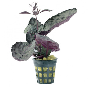 Scarlet Leaf (Hemigraphis Colorata)