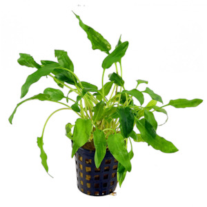 Live Aquarium Plants: Cryptocoryne Walkeri