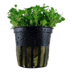 Live Aquarium Plants: Glossostigima Elatinoides