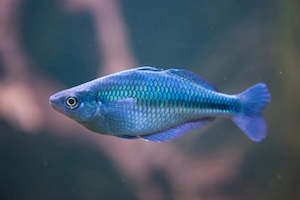 All Aquarium Fish: Blue Lacustrus Rainbow Fish