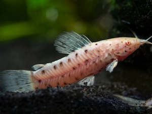 All Aquarium Fish: Albino Hoplo Catfish
