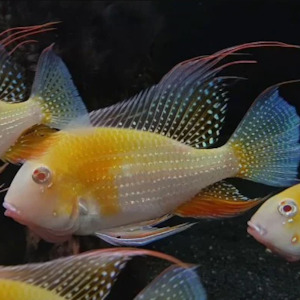 All Aquarium Fish: Albino Threadfin Acara