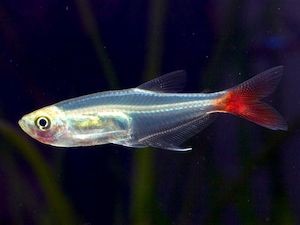 Glass Bloodfin Tetra