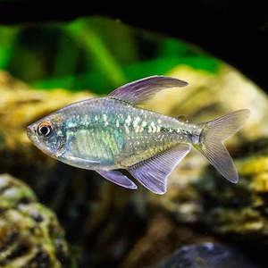 All Aquarium Fish: Diamond Tetra