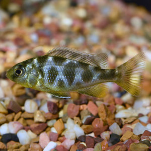 Giraffe Cichlid