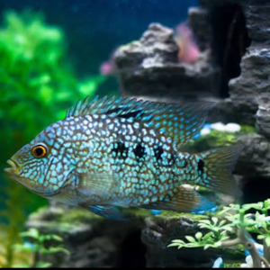 Texas Cichlid