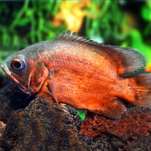 American Cichlids: Red Oscar