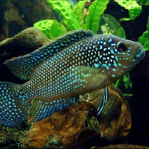 Jack Dempsey Cichlid