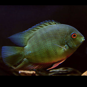 American Cichlids: Green Severum