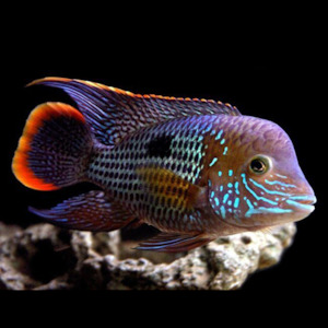 American Cichlids: Green Terror Cichlid
