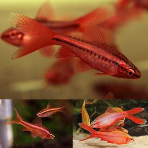 LongFin Cherry Barb