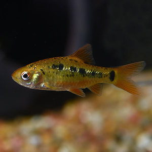 Barbs: Golden Barb