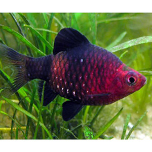 Black Ruby Barb