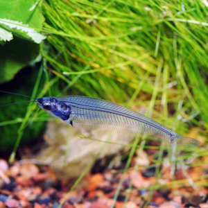 Glass Catfish