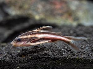 Chocolate Striped Catfish