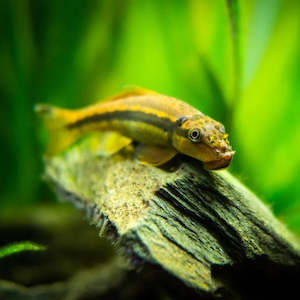 Catfish Corydora: Chinese Algae Eater