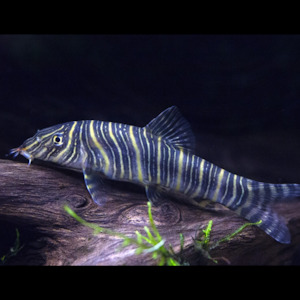 Loaches: Zebra Loach