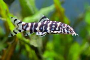 Loaches: Yoyo Loach