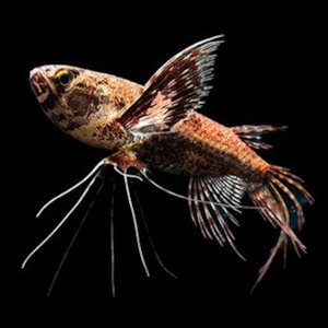 Oddball Arowana: Pantadon Butterfly Fish