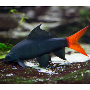 Oddball Arowana: Red Tail Black Shark