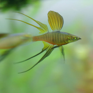 Featherfin Rainbow Fish