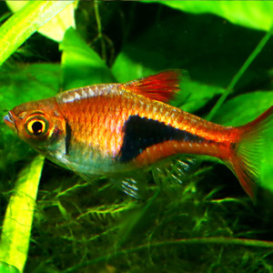 Harlequin Rasbora
