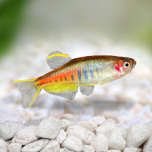 Glowlight Danio