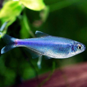Cochu Blue Tetra
