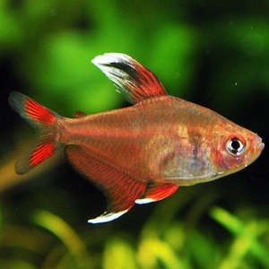Tetras: Rosy Tetra